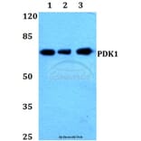 Anti-PDK1 (K235) Antibody from Bioworld Technology (BS1291) - Antibodies.com