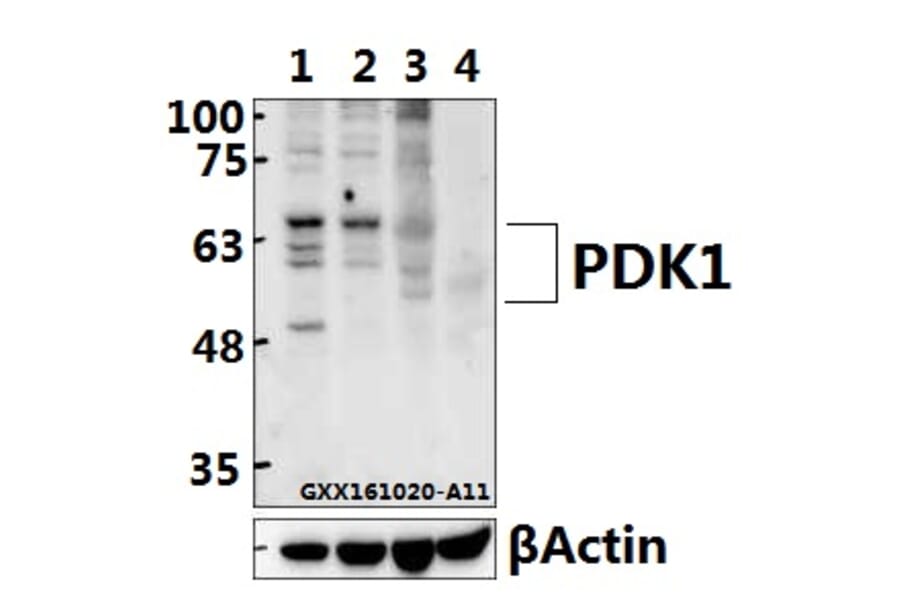 Anti-PDK1 (K235) Antibody from Bioworld Technology (BS1291) - Antibodies.com