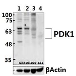 Anti-PDK1 (K235) Antibody from Bioworld Technology (BS1291) - Antibodies.com