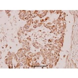 Anti-PDK1 (K235) Antibody from Bioworld Technology (BS1291) - Antibodies.com