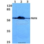 Anti-PRPH (S454) Antibody from Bioworld Technology (BS1292) - Antibodies.com