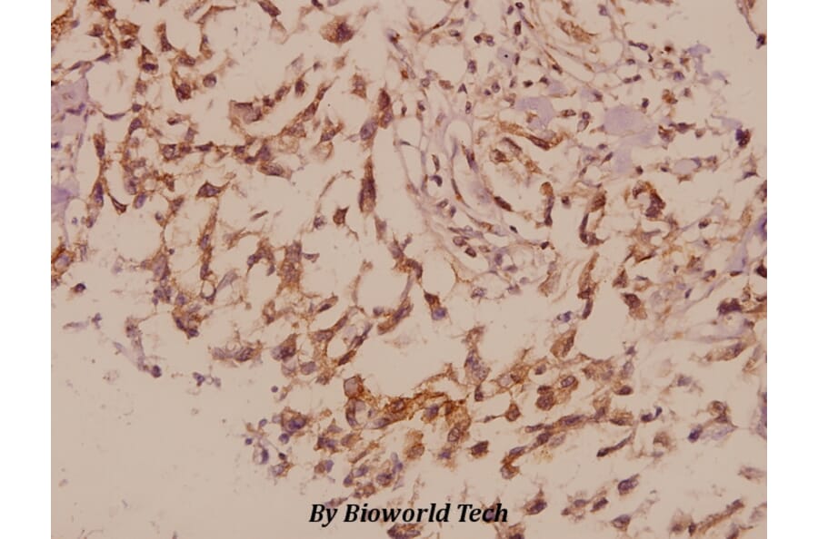 Anti-PRPH (S454) Antibody from Bioworld Technology (BS1292) - Antibodies.com