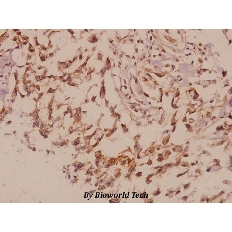 Anti-PRPH (S454) Antibody from Bioworld Technology (BS1292) - Antibodies.com