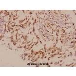 Anti-PRPH (S454) Antibody from Bioworld Technology (BS1292) - Antibodies.com