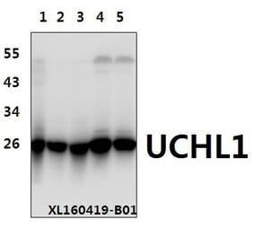 Anti-UCHL1 (R202) Antibody from Bioworld Technology (BS1293) - Antibodies.com