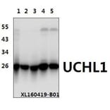 Anti-UCHL1 (R202) Antibody from Bioworld Technology (BS1293) - Antibodies.com