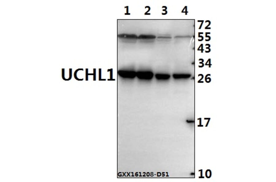 Anti-UCHL1 (R202) Antibody from Bioworld Technology (BS1293) - Antibodies.com