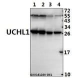 Anti-UCHL1 (R202) Antibody from Bioworld Technology (BS1293) - Antibodies.com