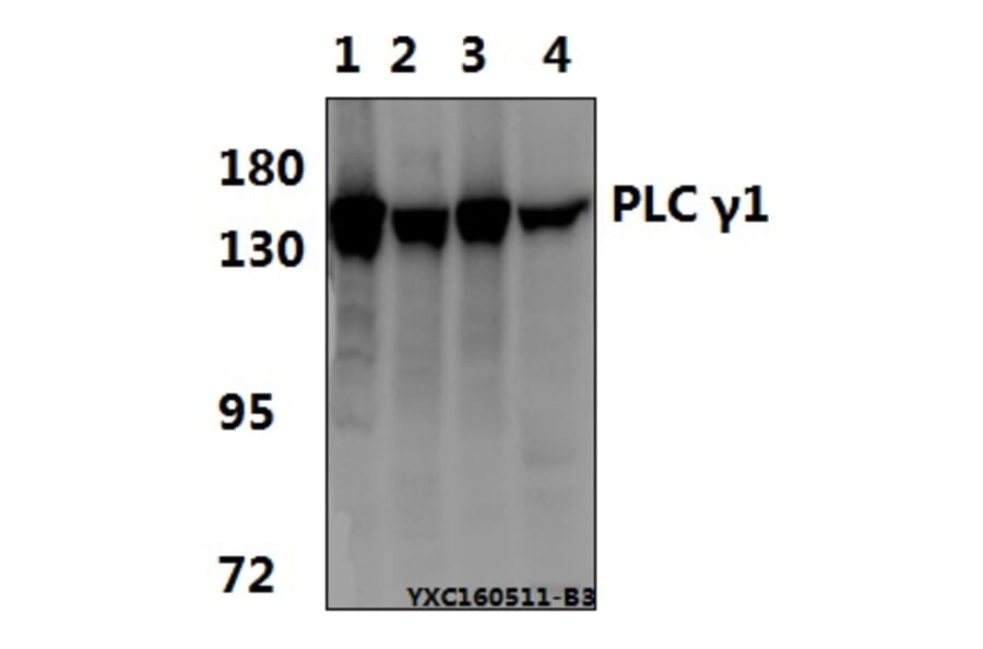 Anti-PLC γ1 (G777) Antibody from Bioworld Technology (BS1295) - Antibodies.com