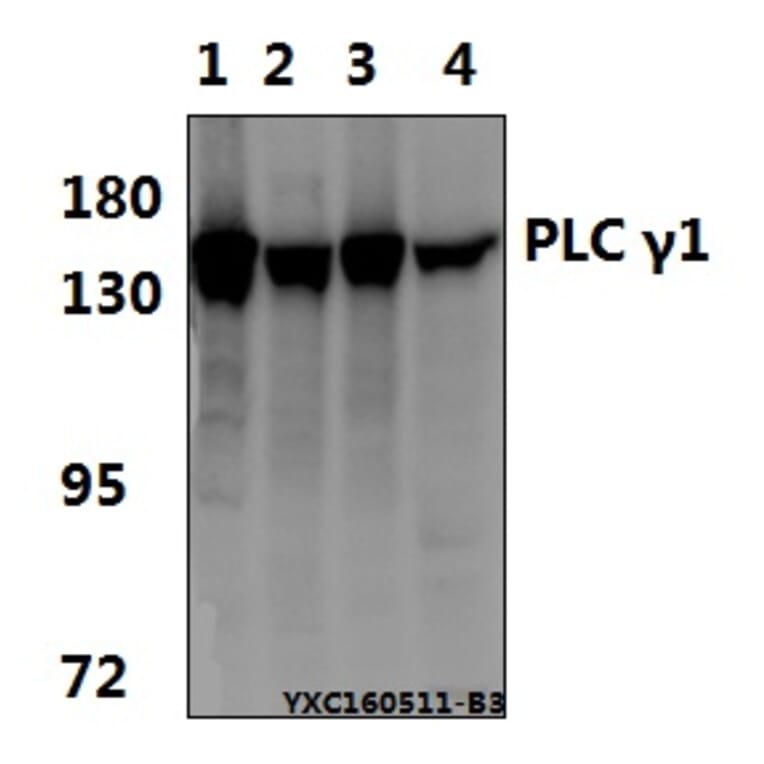 Anti-PLC γ1 (G777) Antibody from Bioworld Technology (BS1295) - Antibodies.com