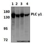 Anti-PLC γ1 (G777) Antibody from Bioworld Technology (BS1295) - Antibodies.com