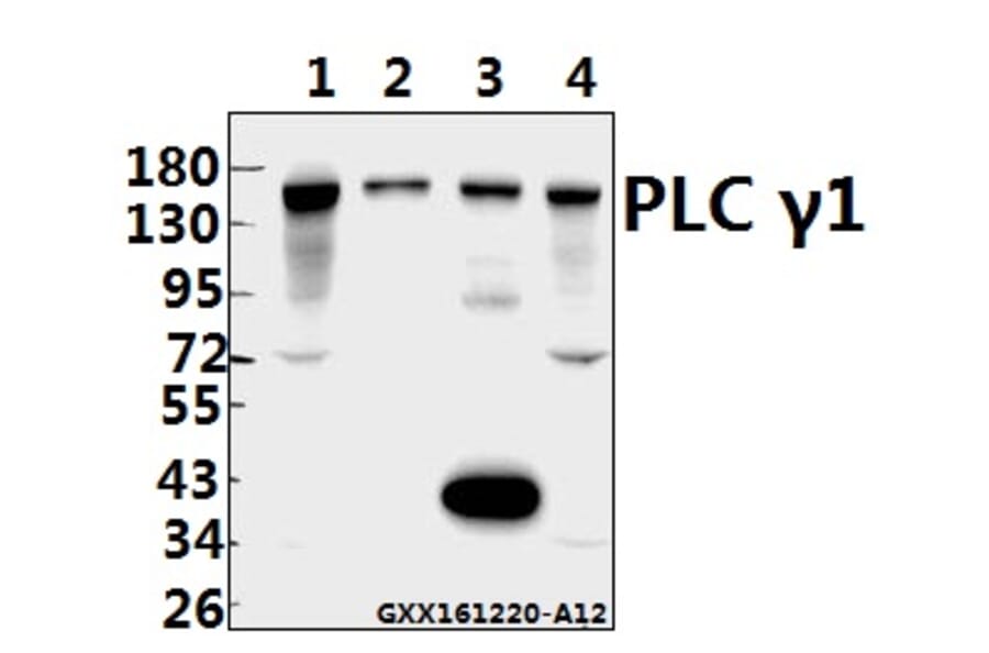 Anti-PLC γ1 (G777) Antibody from Bioworld Technology (BS1295) - Antibodies.com