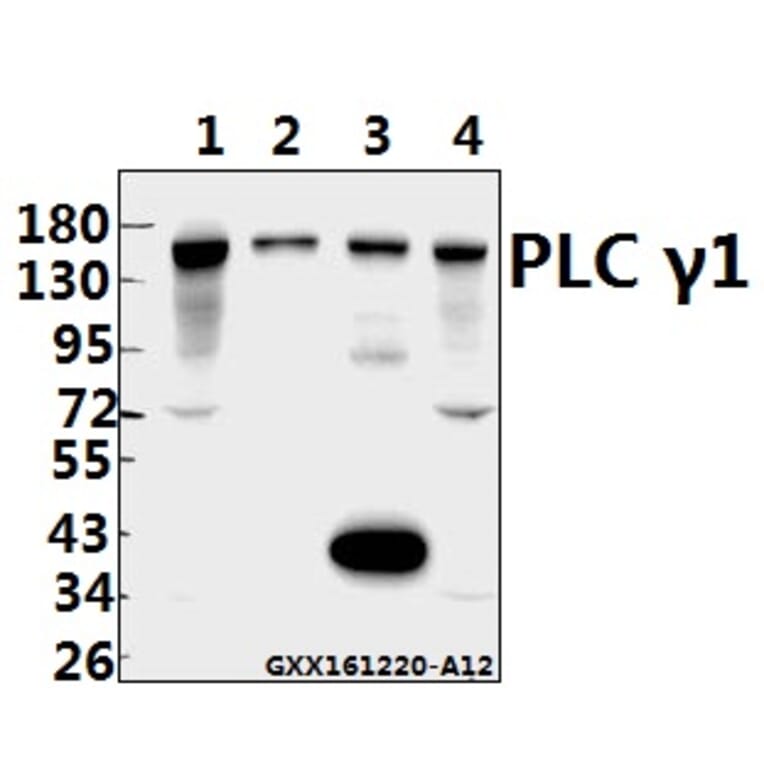 Anti-PLC γ1 (G777) Antibody from Bioworld Technology (BS1295) - Antibodies.com