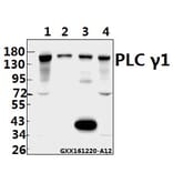 Anti-PLC γ1 (G777) Antibody from Bioworld Technology (BS1295) - Antibodies.com