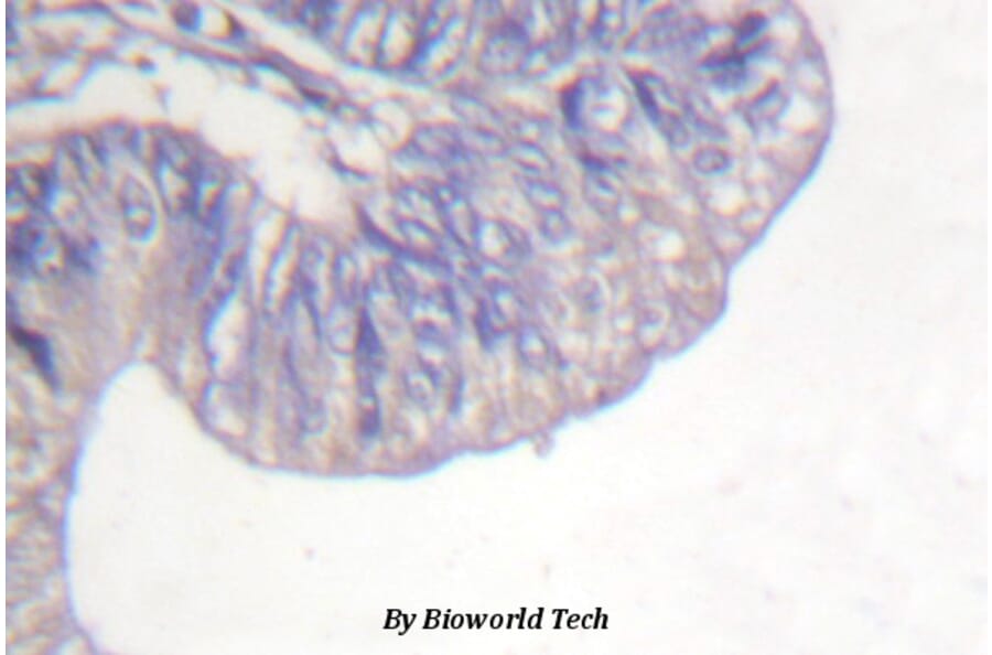 Anti-PLC γ1 (G777) Antibody from Bioworld Technology (BS1295) - Antibodies.com
