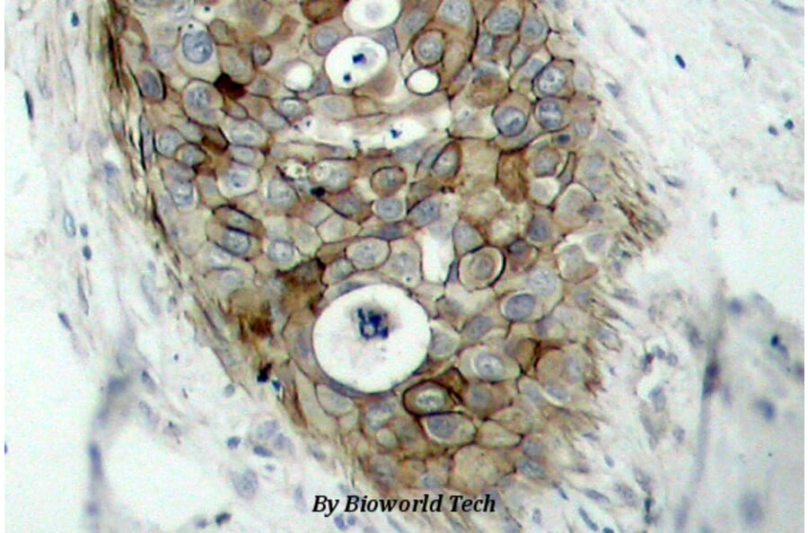 Anti-PR (V184) Antibody from Bioworld Technology (BS1299) - Antibodies.com
