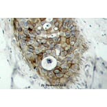 Anti-PR (V184) Antibody from Bioworld Technology (BS1299) - Antibodies.com