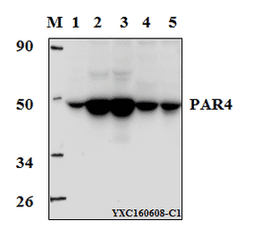 Anti-PAR4 (D313) Antibody from Bioworld Technology (BS1300) - Antibodies.com