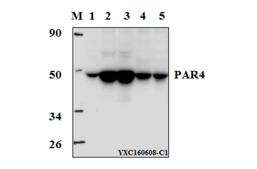 Anti-PAR4 (D313) Antibody from Bioworld Technology (BS1300) - Antibodies.com