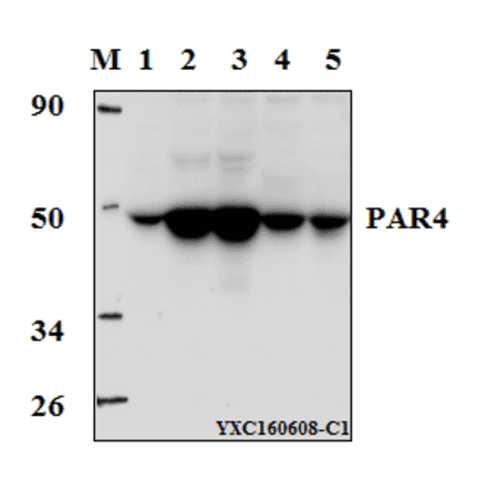 Anti-PAR4 (D313) Antibody from Bioworld Technology (BS1300) - Antibodies.com