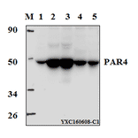 Anti-PAR4 (D313) Antibody from Bioworld Technology (BS1300) - Antibodies.com