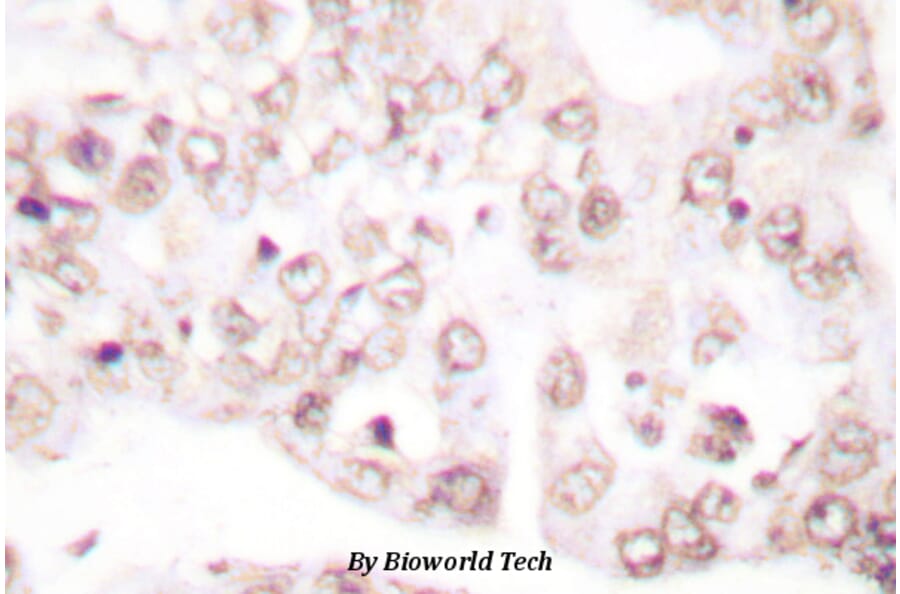 Anti-PAR4 (D313) Antibody from Bioworld Technology (BS1300) - Antibodies.com