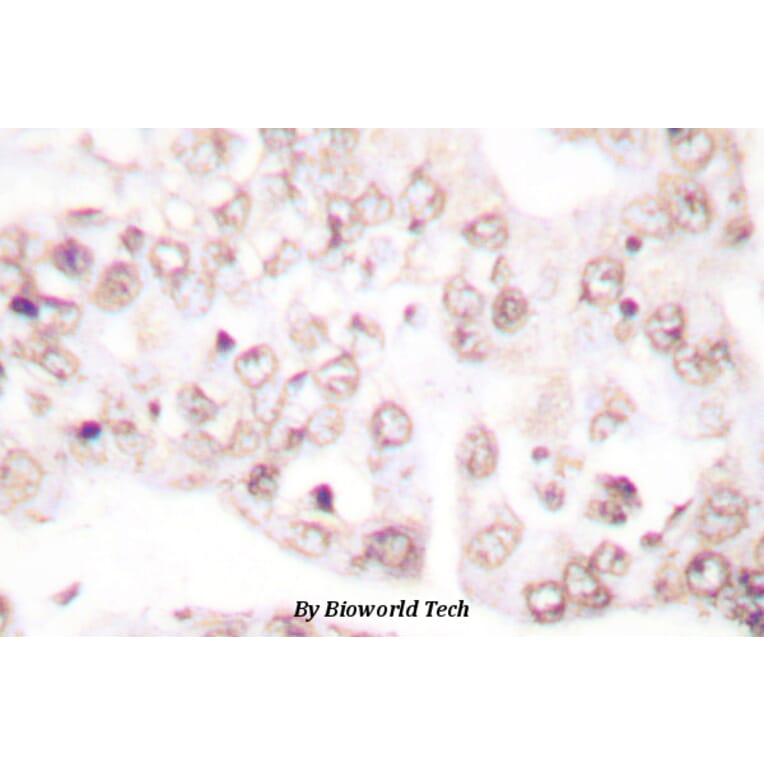 Anti-PAR4 (D313) Antibody from Bioworld Technology (BS1300) - Antibodies.com