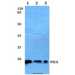 Anti-PSCA (V71) Antibody from Bioworld Technology (BS1301) - Antibodies.com