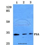 Anti-PSA (L106) Antibody from Bioworld Technology (BS1302) - Antibodies.com