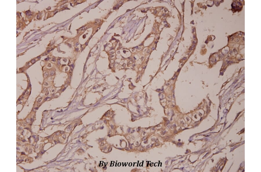 Anti-PSA (L106) Antibody from Bioworld Technology (BS1302) - Antibodies.com