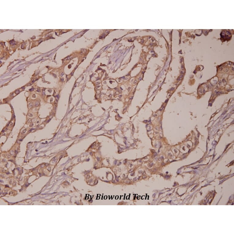 Anti-PSA (L106) Antibody from Bioworld Technology (BS1302) - Antibodies.com