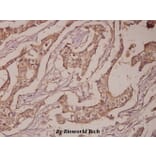 Anti-PSA (L106) Antibody from Bioworld Technology (BS1302) - Antibodies.com