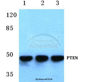 Anti-PTEN (S364) Antibody from Bioworld Technology (BS1303) - Antibodies.com