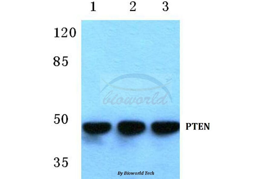 Anti-PTEN (S364) Antibody from Bioworld Technology (BS1303) - Antibodies.com