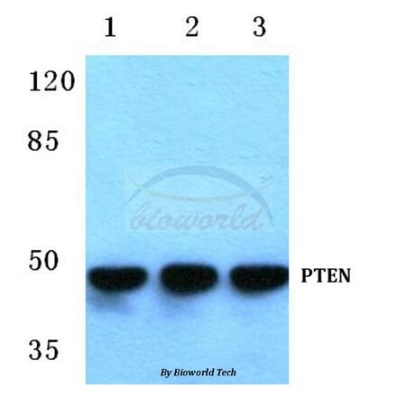 Anti-PTEN (S364) Antibody from Bioworld Technology (BS1303) - Antibodies.com