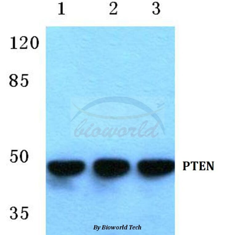 Anti-PTEN (S364) Antibody from Bioworld Technology (BS1303) - Antibodies.com