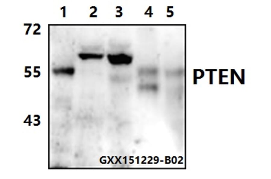 Anti-PTEN (S364) Antibody from Bioworld Technology (BS1303) - Antibodies.com