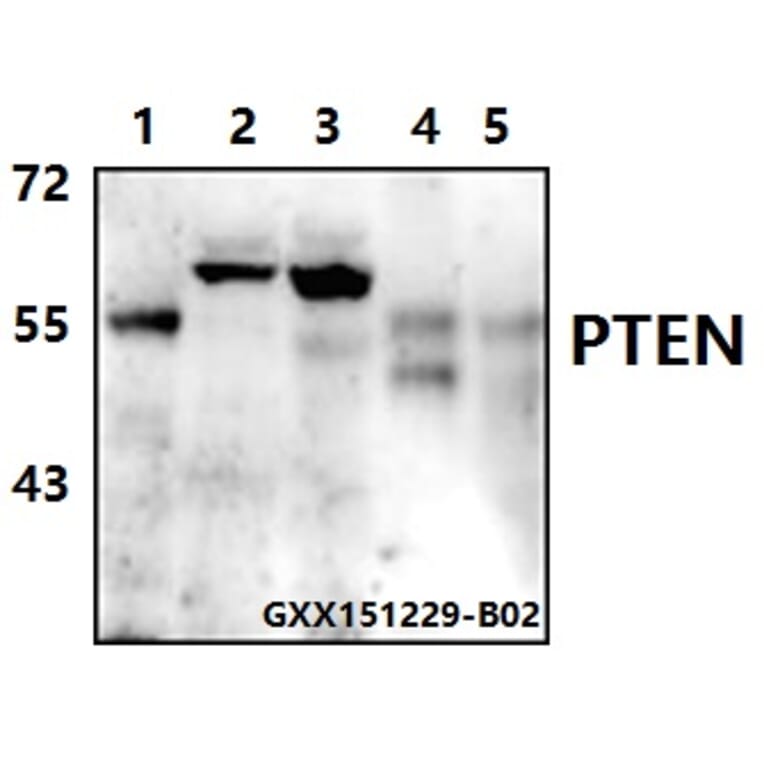 Anti-PTEN (S364) Antibody from Bioworld Technology (BS1303) - Antibodies.com