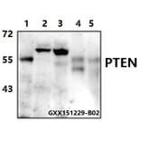 Anti-PTEN (S364) Antibody from Bioworld Technology (BS1303) - Antibodies.com