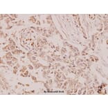 Anti-PTEN (S364) Antibody from Bioworld Technology (BS1303) - Antibodies.com