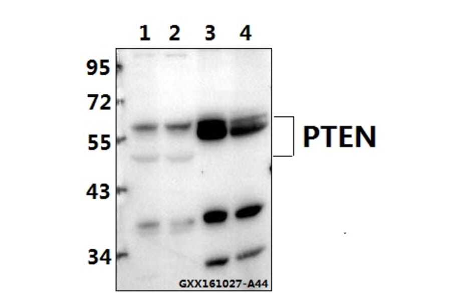 Anti-PTEN (S364) Antibody from Bioworld Technology (BS1303) - Antibodies.com