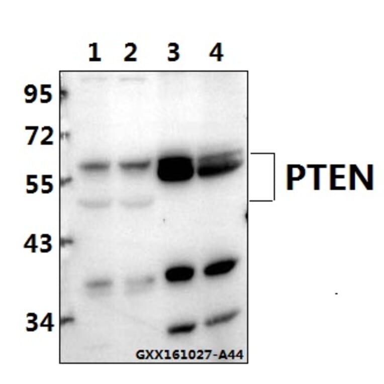 Anti-PTEN (S364) Antibody from Bioworld Technology (BS1303) - Antibodies.com