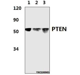 Anti-PTEN (D375) Antibody from Bioworld Technology (BS1305) - Antibodies.com