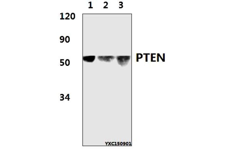 Anti-PTEN (D375) Antibody from Bioworld Technology (BS1305) - Antibodies.com