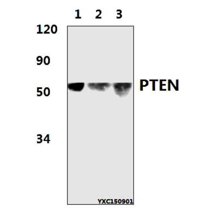 Anti-PTEN (D375) Antibody from Bioworld Technology (BS1305) - Antibodies.com