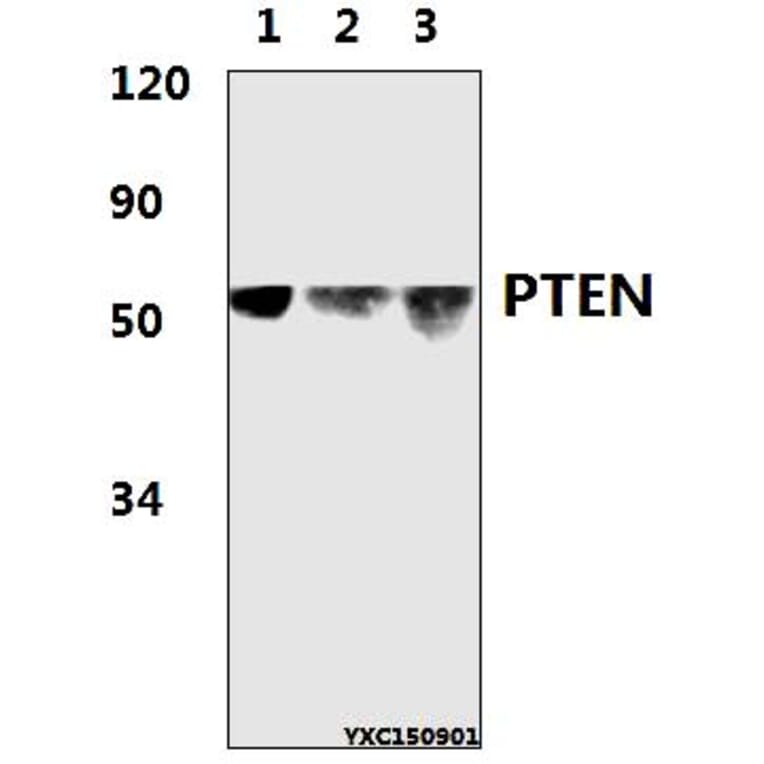 Anti-PTEN (D375) Antibody from Bioworld Technology (BS1305) - Antibodies.com