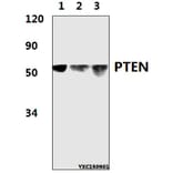 Anti-PTEN (D375) Antibody from Bioworld Technology (BS1305) - Antibodies.com
