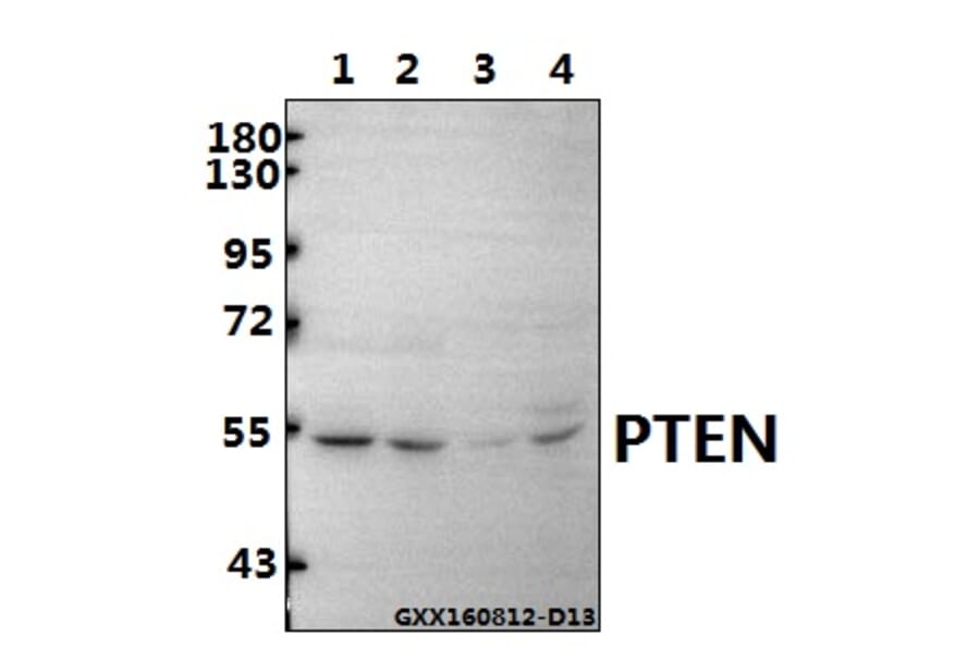 Anti-PTEN (D375) Antibody from Bioworld Technology (BS1305) - Antibodies.com