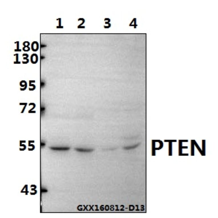 Anti-PTEN (D375) Antibody from Bioworld Technology (BS1305) - Antibodies.com