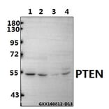 Anti-PTEN (D375) Antibody from Bioworld Technology (BS1305) - Antibodies.com